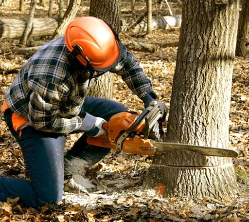 Tree Removal in Oakham, MA